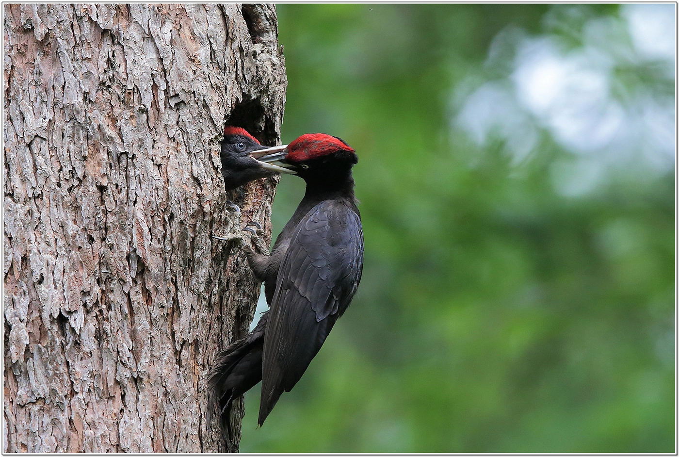 black woodpecker by Namgun Lee - Photo 113081617 / 500px