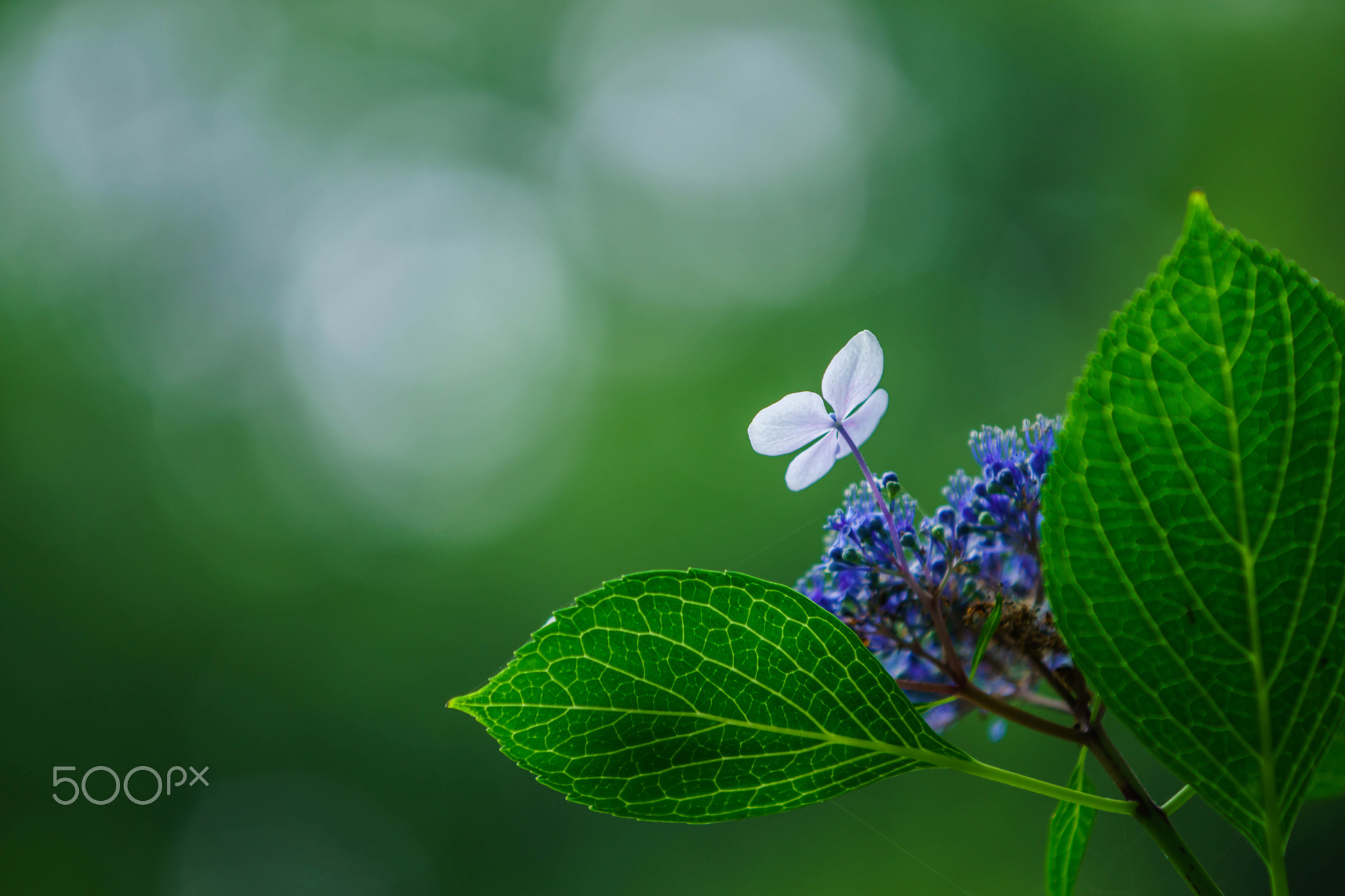 Hydrangea