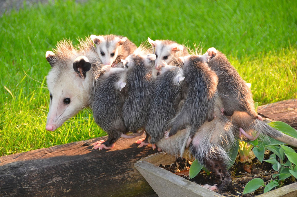 Possum with her eight babies by Karel Jonker / 500px