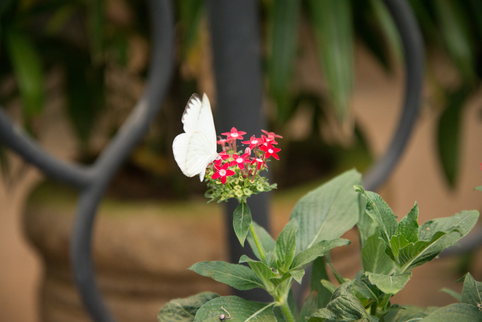 Butterfly copy