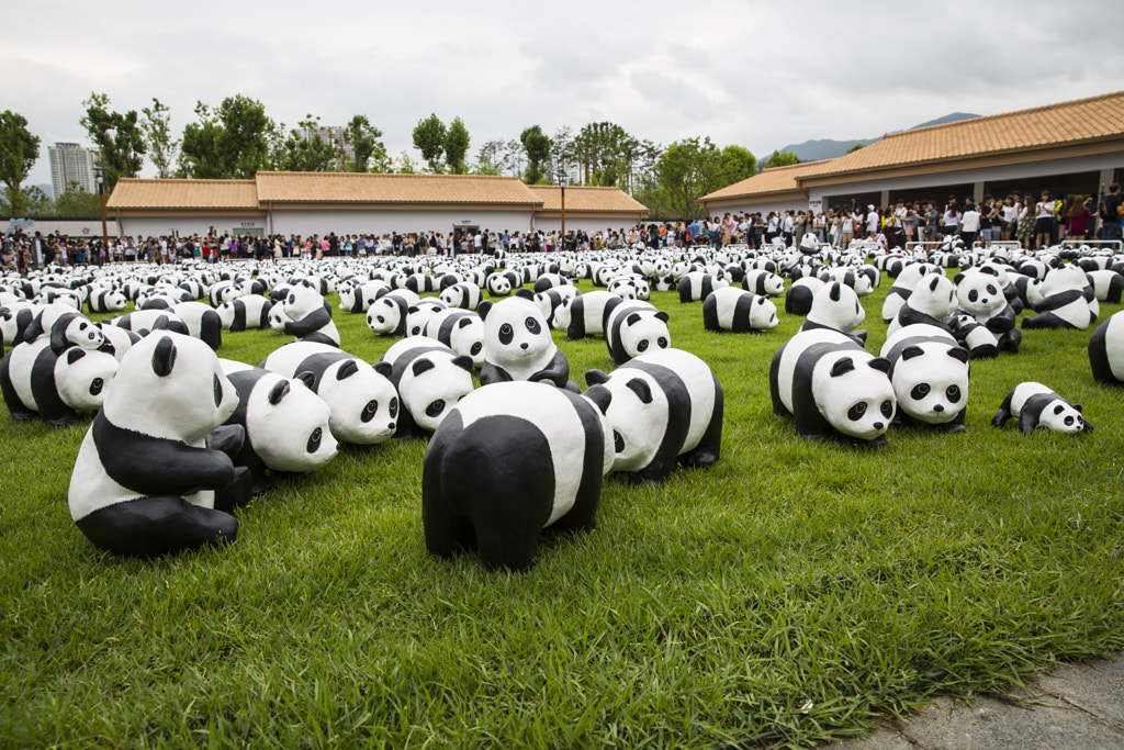  Cute Animal Facts That Will Blow Your Mind 1600+ Pandas in Korea by EvanHanSeok Hwang on 500px.com