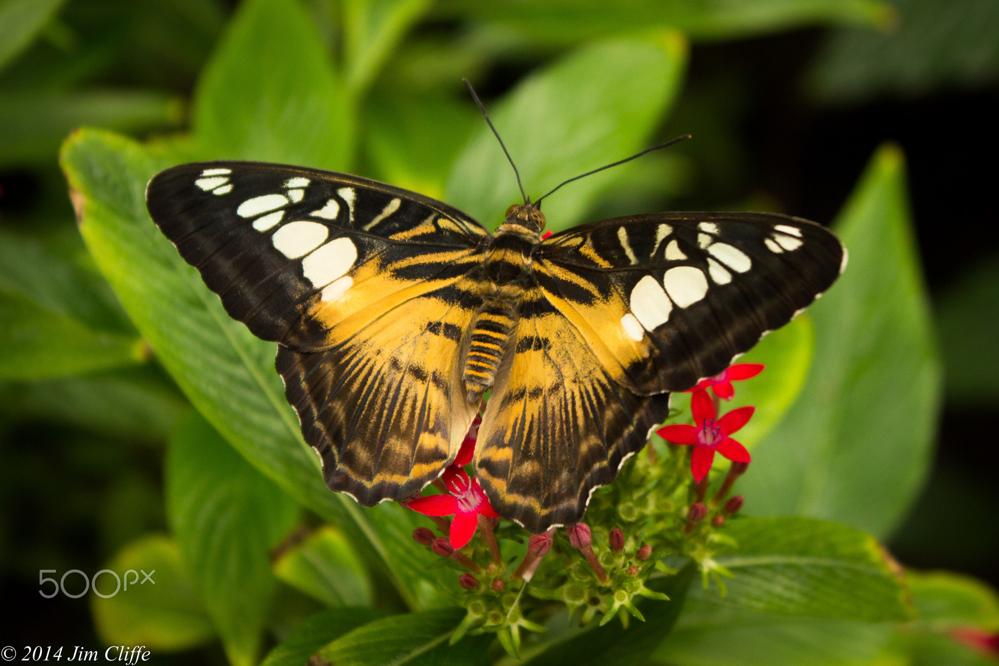 Brown Clipper