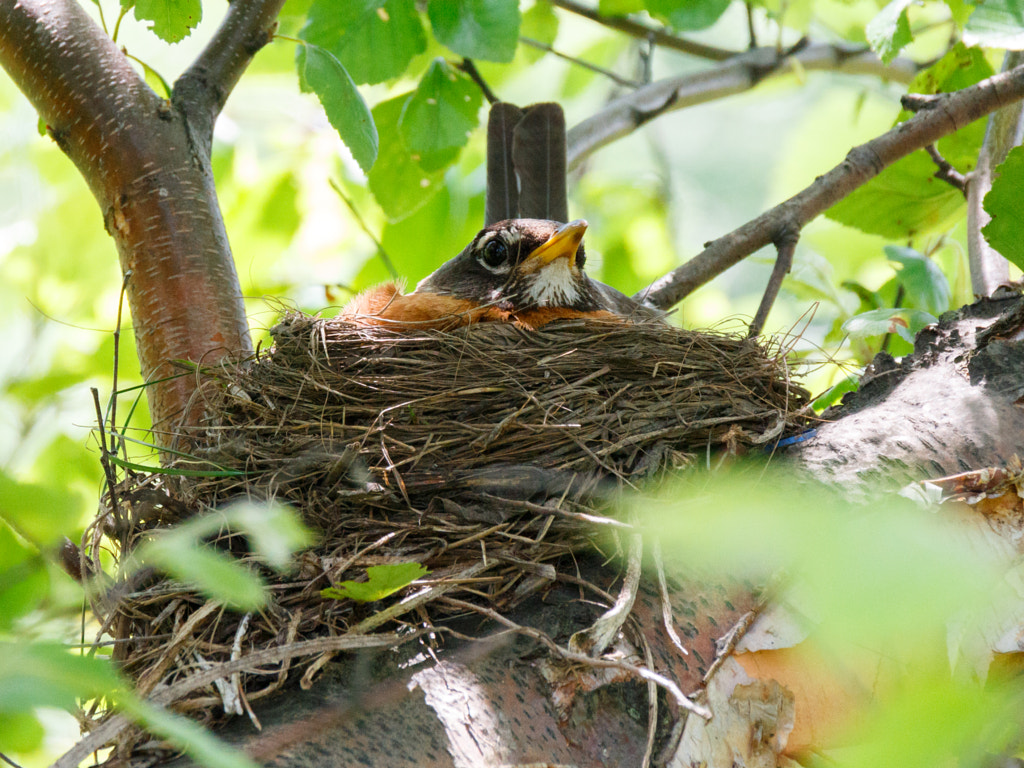 Types of Bird Nests - American Robin nests