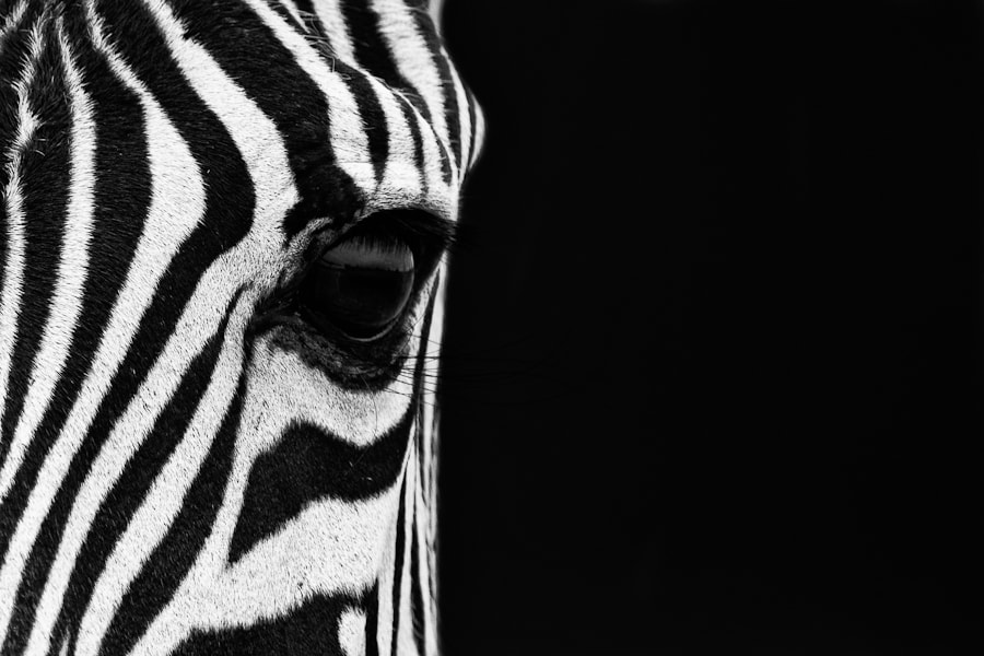 Zebra Eye by Mario Moreno on 500px.com