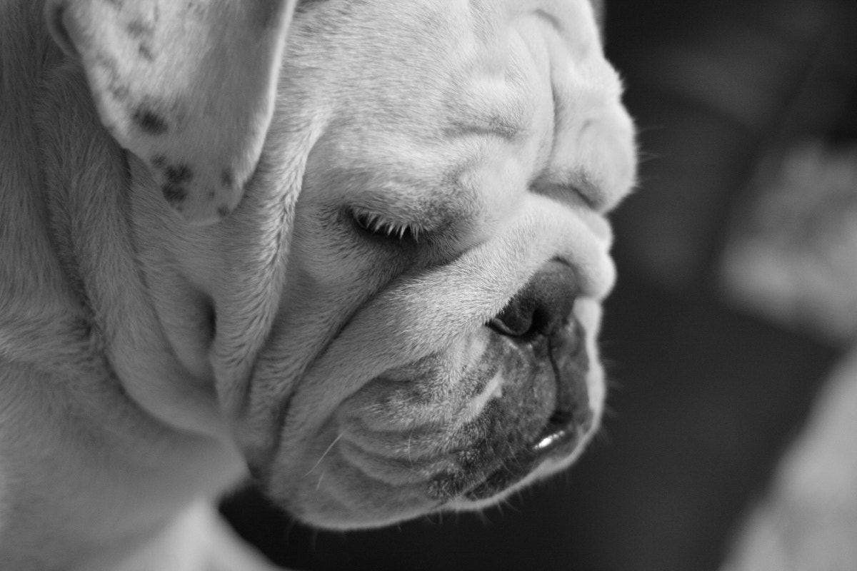 Canon EOS 40D + Canon EF 50mm F1.8 II sample photo. Mamut photography