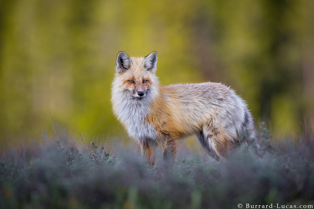 Fox by Will Burrard-Lucas on 500px.com