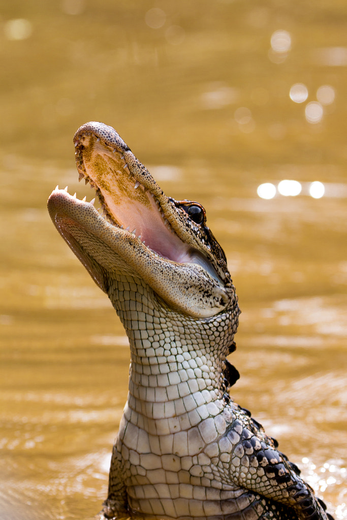 Louisiana Gator by Thomas Franta / 500px