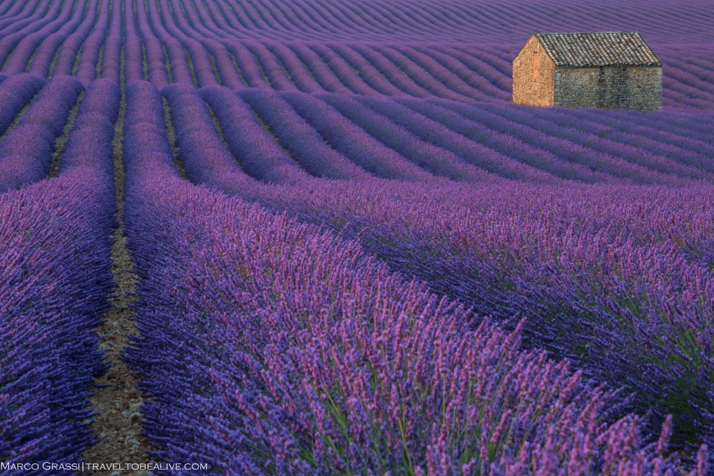 Lost in a purple field by Marco Grassi on 500px