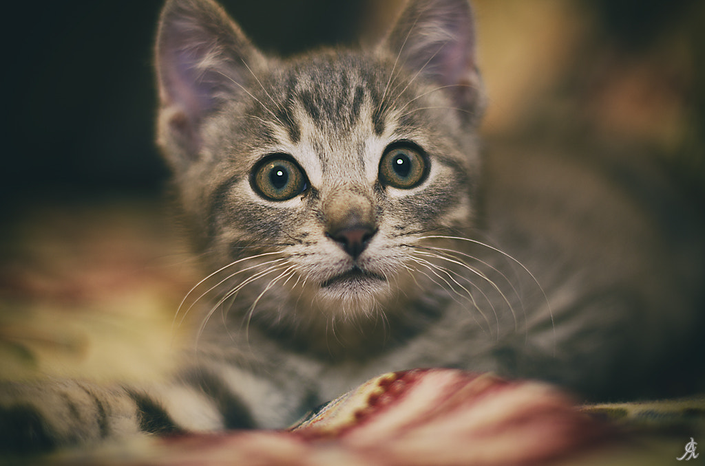 Worried little eyes