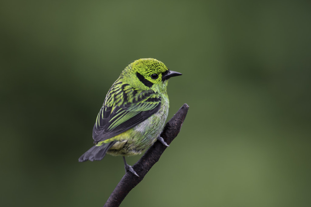 Emerald Tanager by Daniel Parent on 500px.com