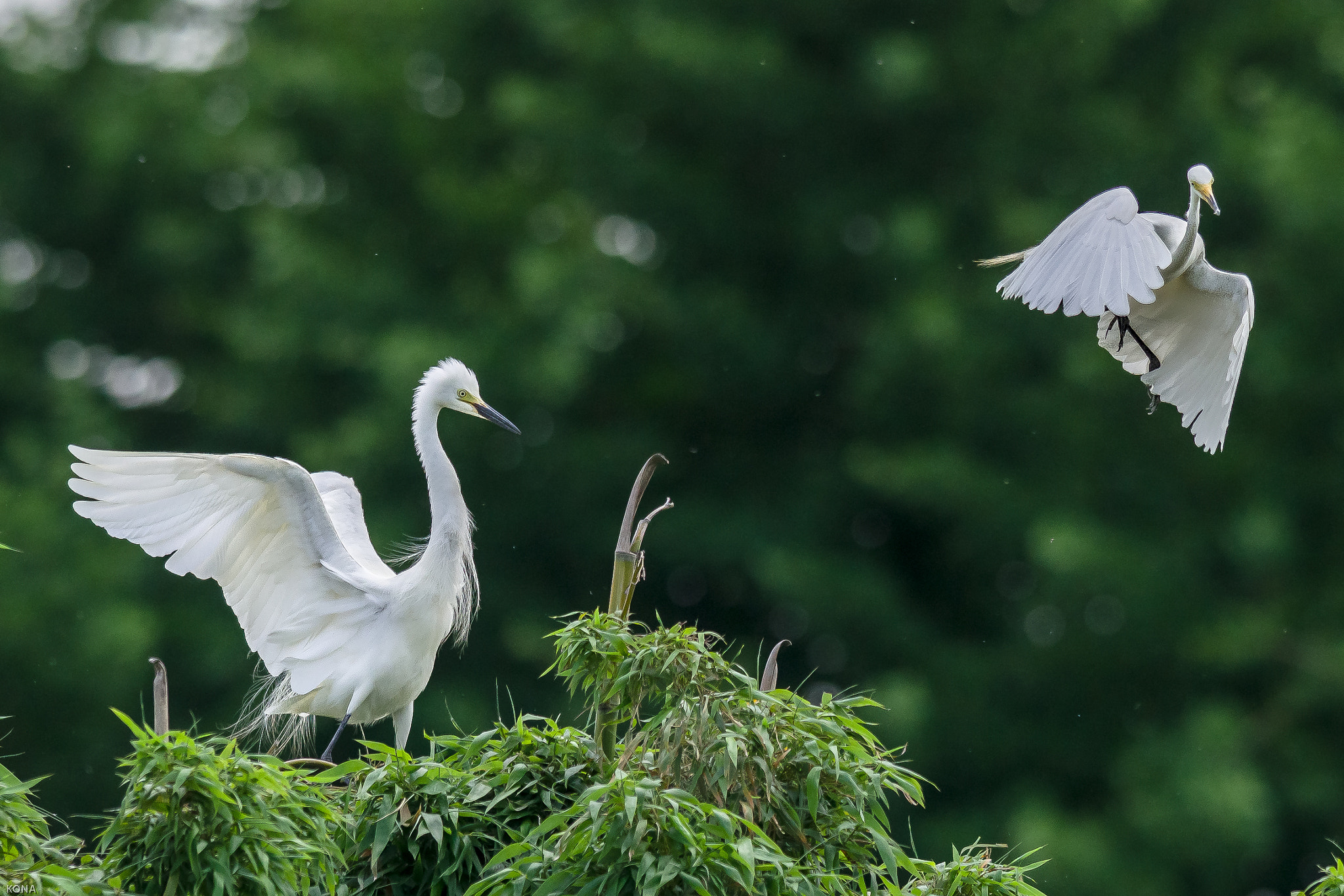 Nikon AF-S Nikkor 400mm F2.8G ED VR II sample photo. Sagi photography