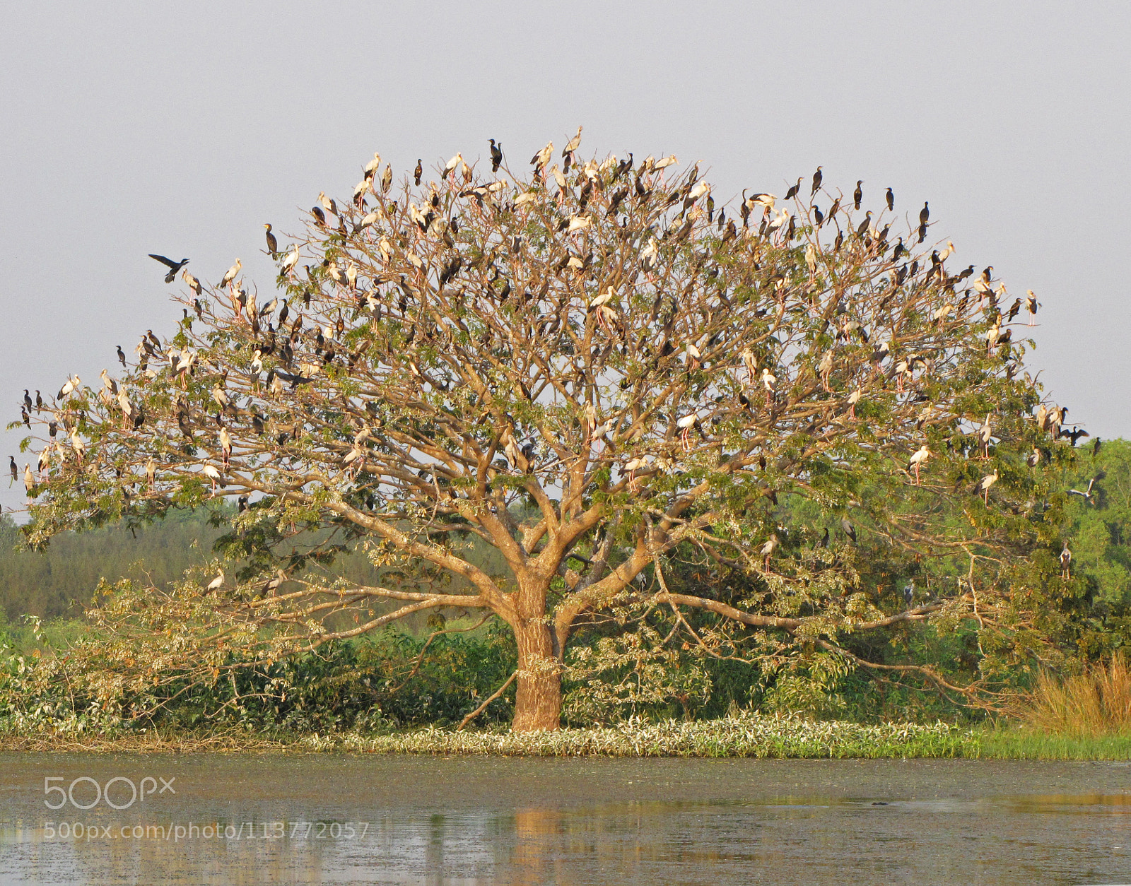 Canon PowerShot SX10 IS sample photo. Tree of life photography