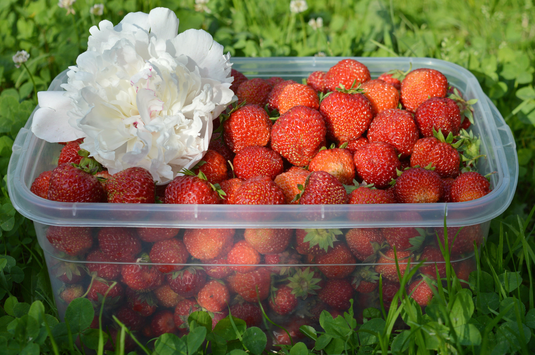 Garden delight: strawberries and cream )