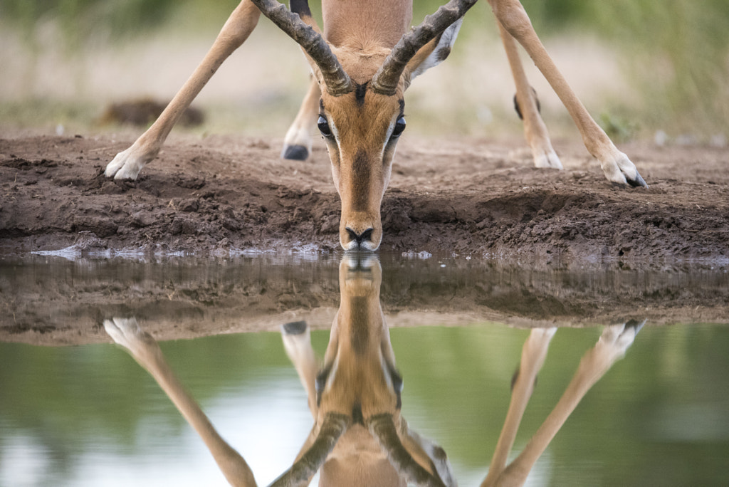 Impala Reflection by HAWK Photography on 500px.com