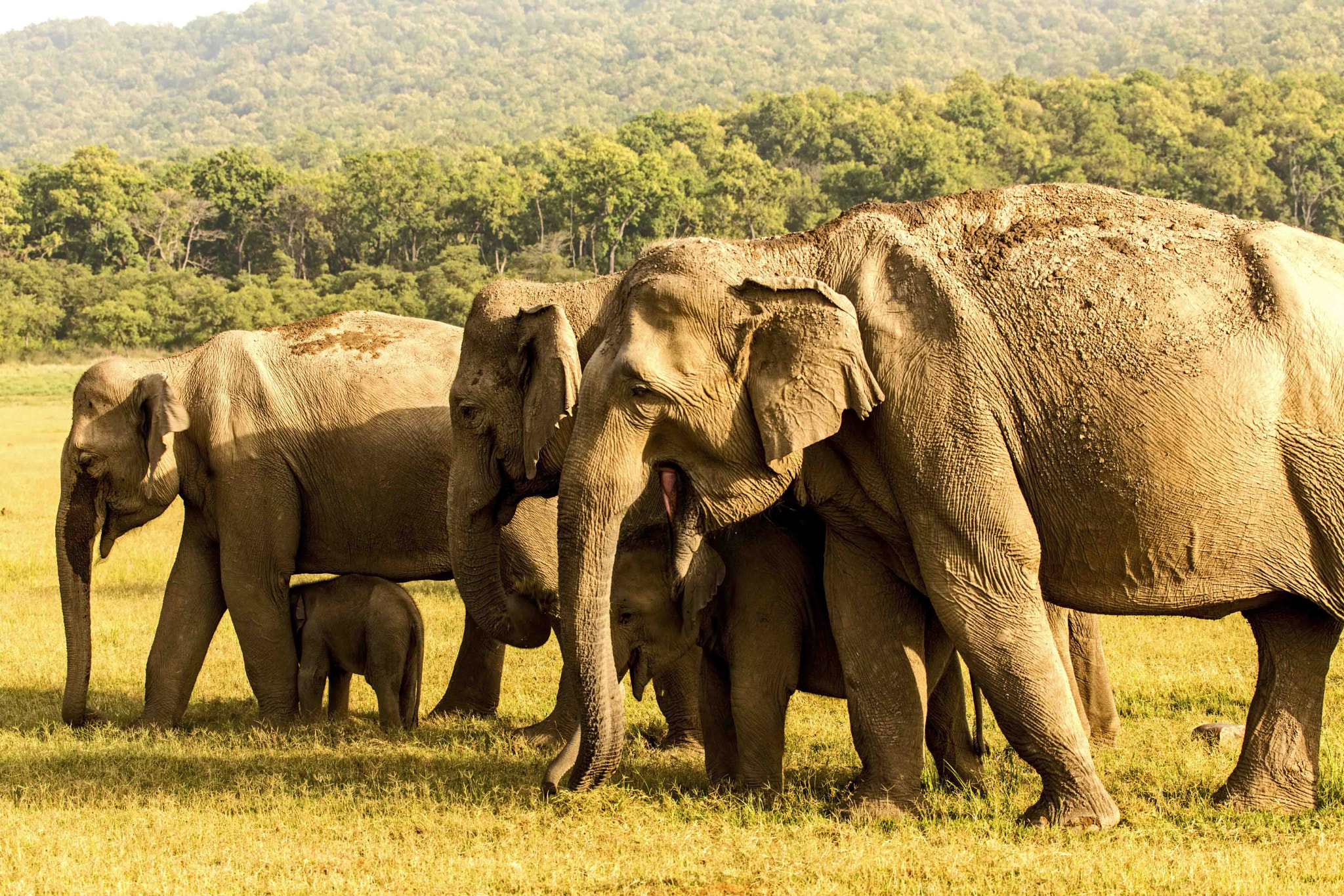 elephant herd protecting calf....