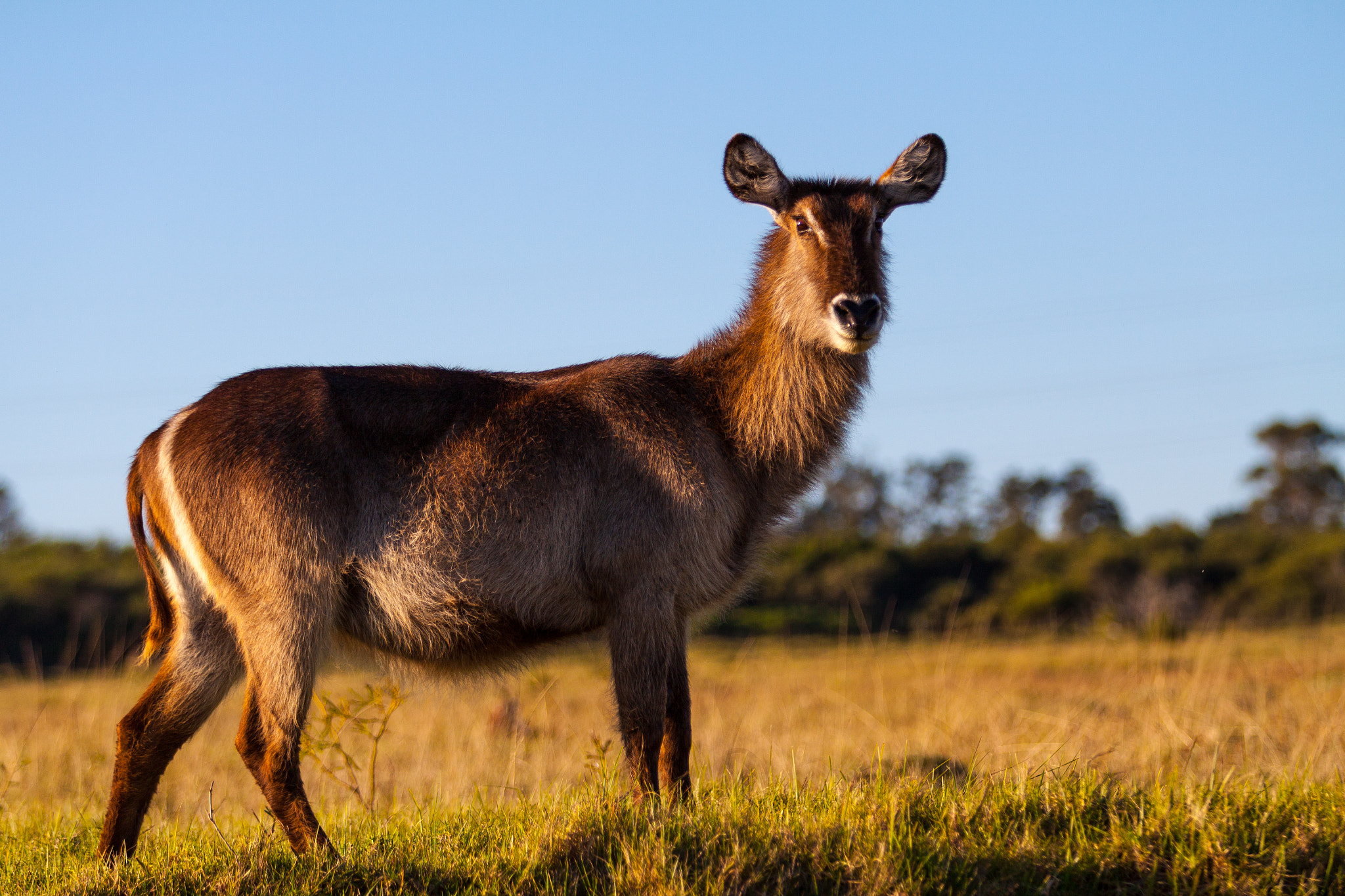 Waterbuck