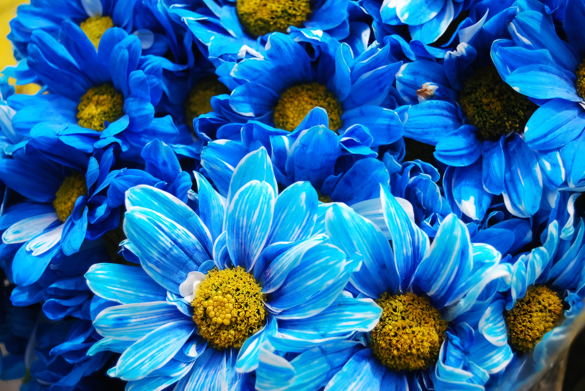 Margaritas Azules by Riccardo Zullian Photo 11398367 / 500px