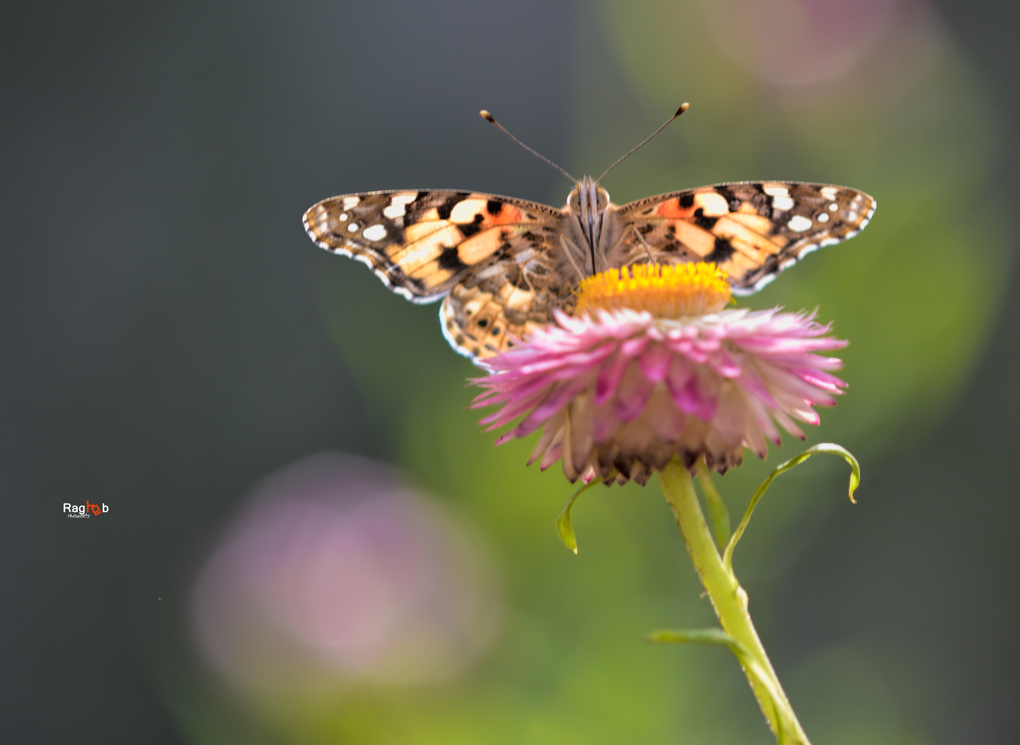 v2?sig=2d80ad57ae1c05de925d4203a3755bc10deafe3f7431d561ed9629f87eb1cc94