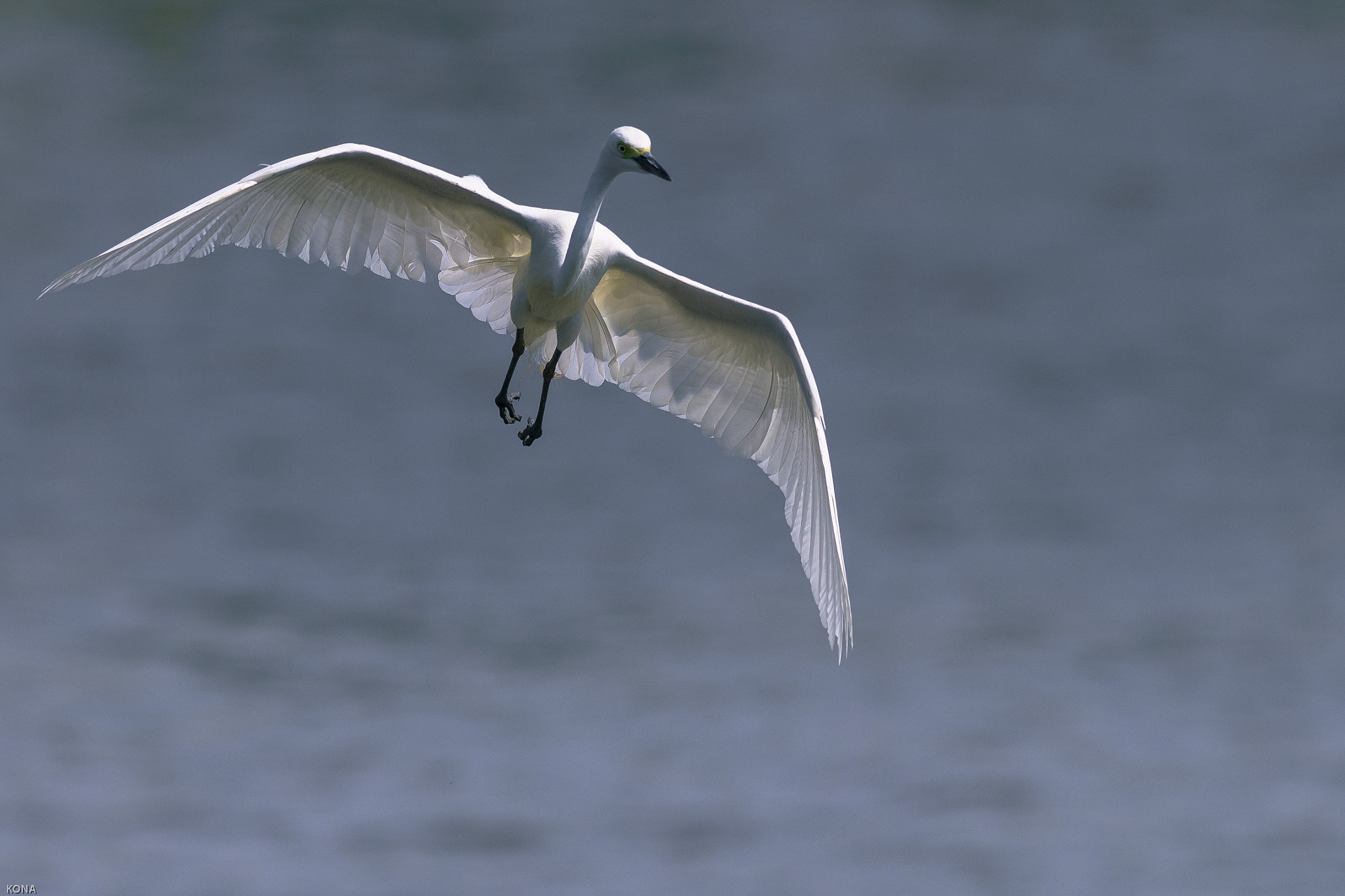 Nikon AF-S Nikkor 400mm F2.8G ED VR II sample photo. Sagi photography