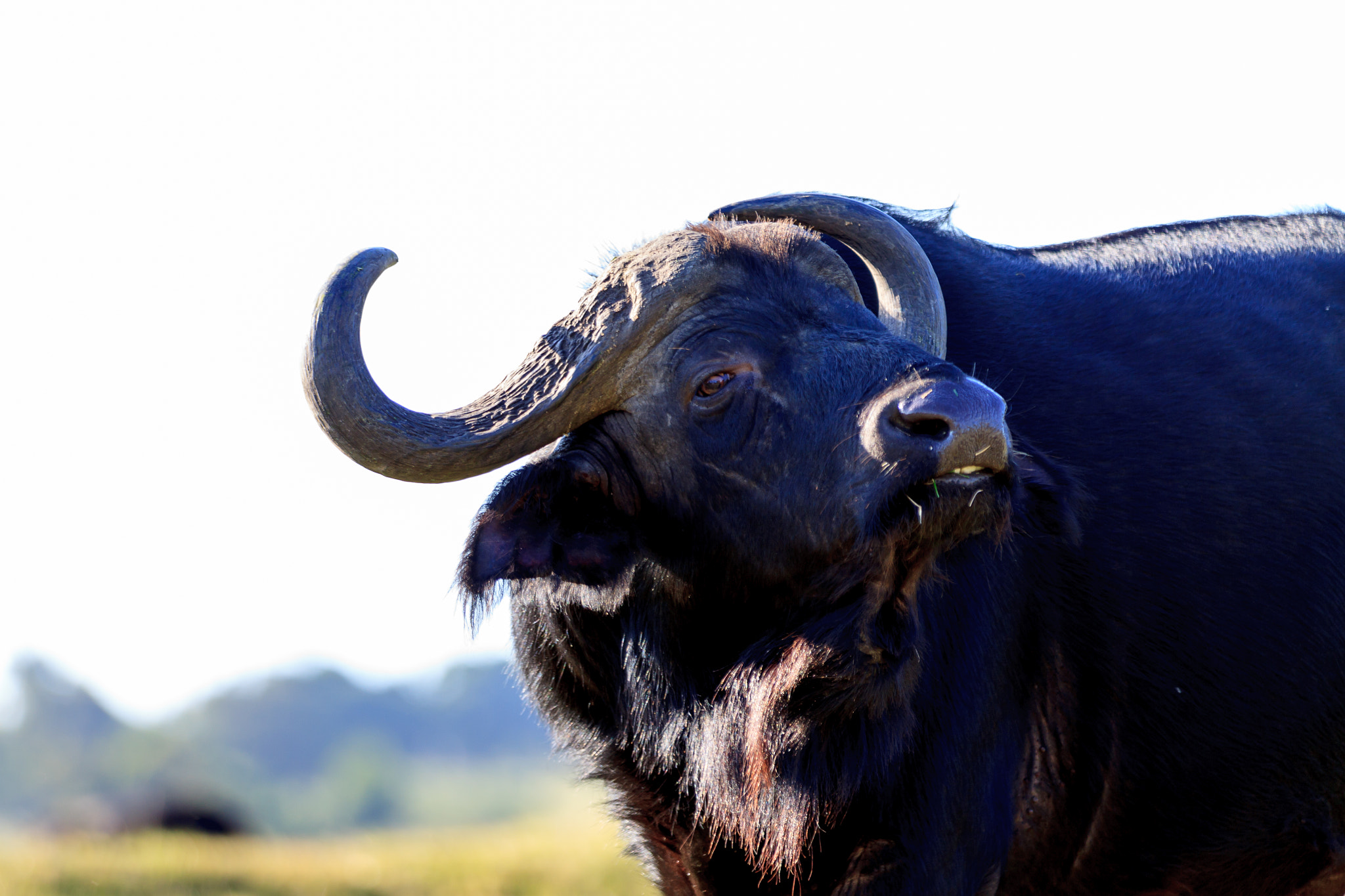 Buffalo Close Up