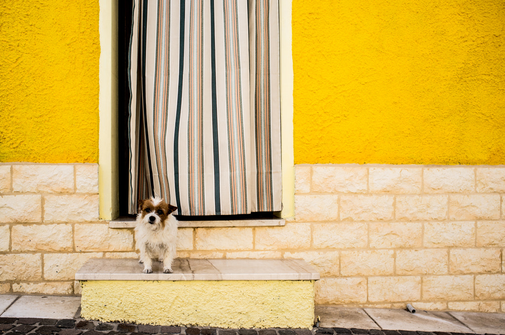 Dog security #2 by Emanuele Toscano on 500px.com