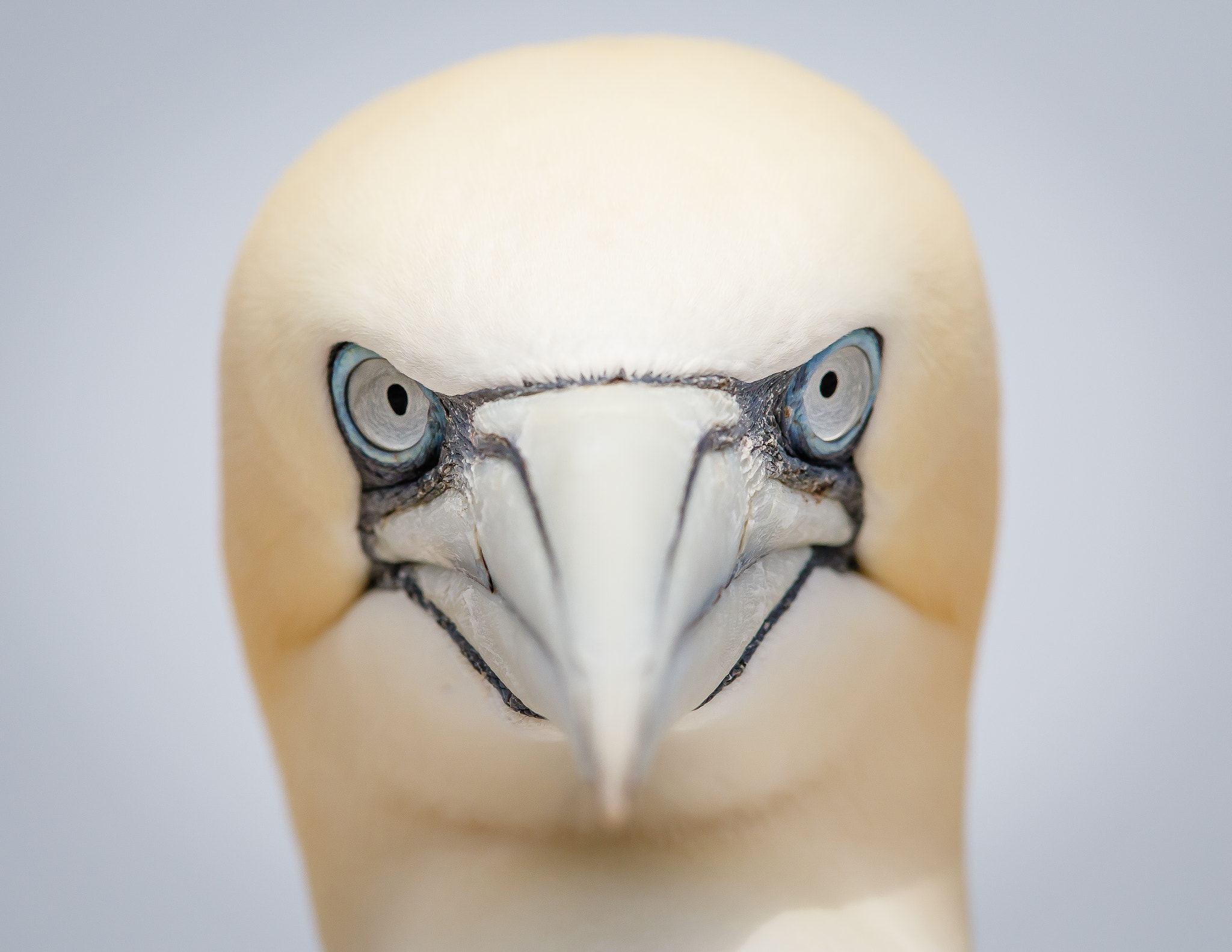 v2?sig=23293e76e2421145da9ff0506862916bf292206927990cad3f9b40c342203b68