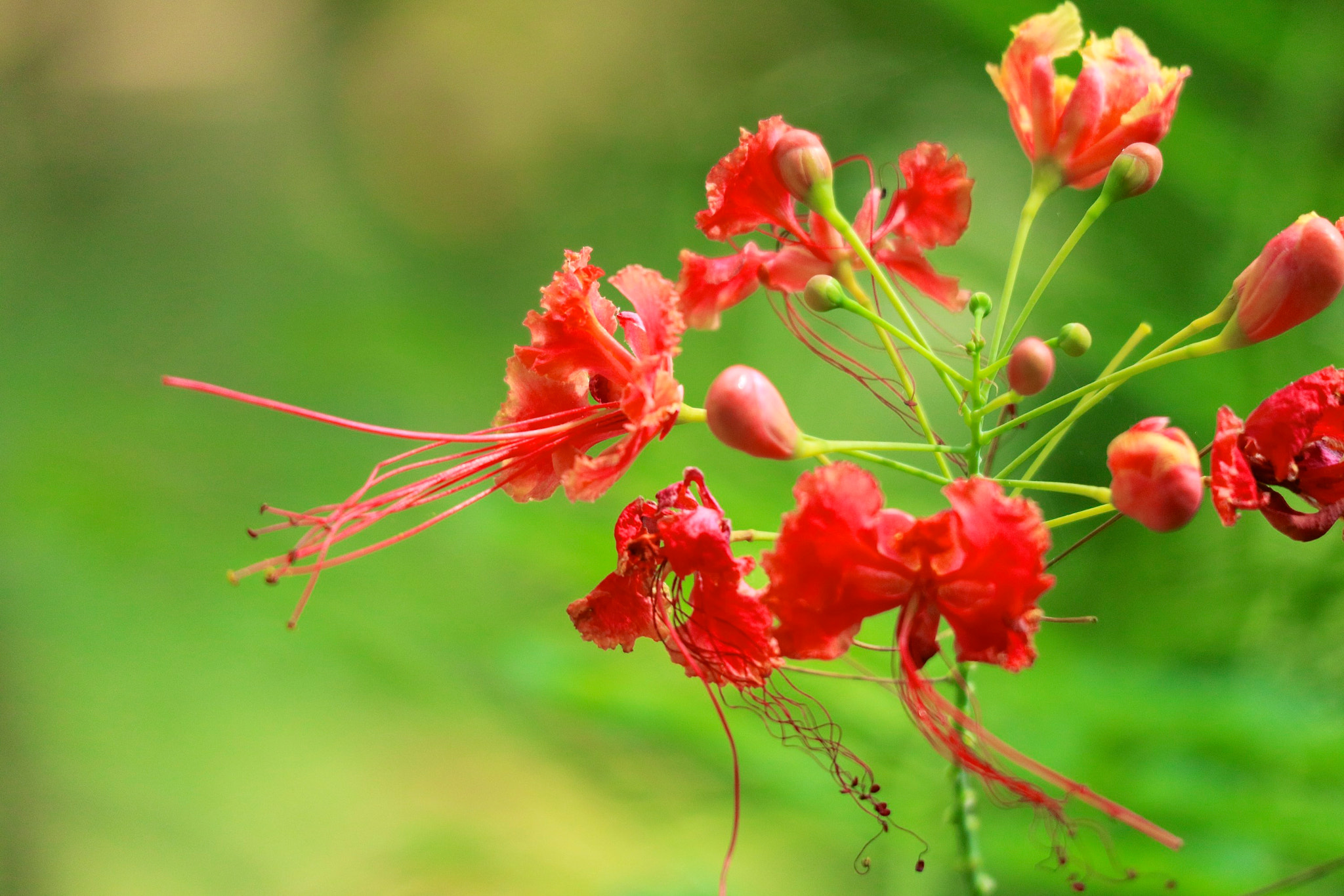 The Flower Attracts You