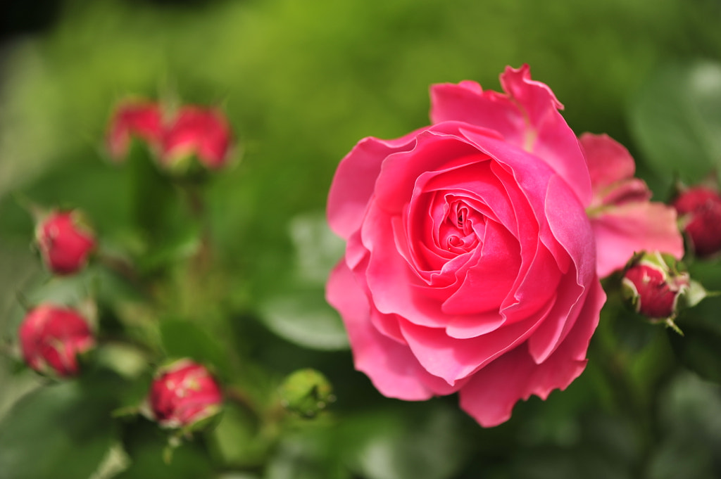 PINK GERMAN ROSES by Mark Pohlmann / 500px