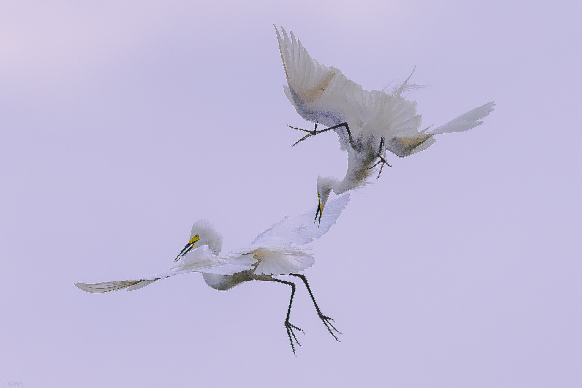 Nikon AF-S Nikkor 400mm F2.8G ED VR II sample photo. Sagi photography