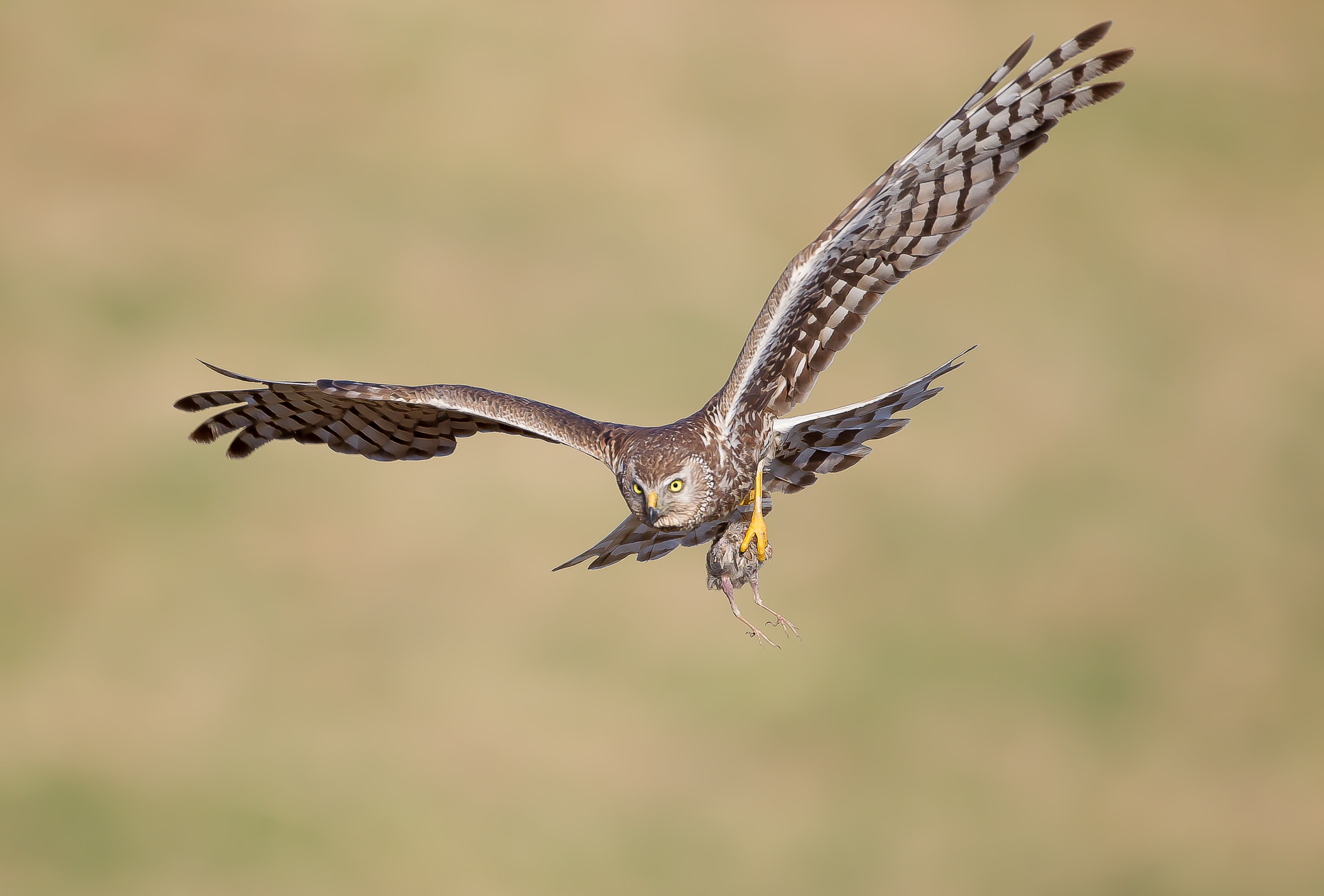 Aguilucho Palido (h)