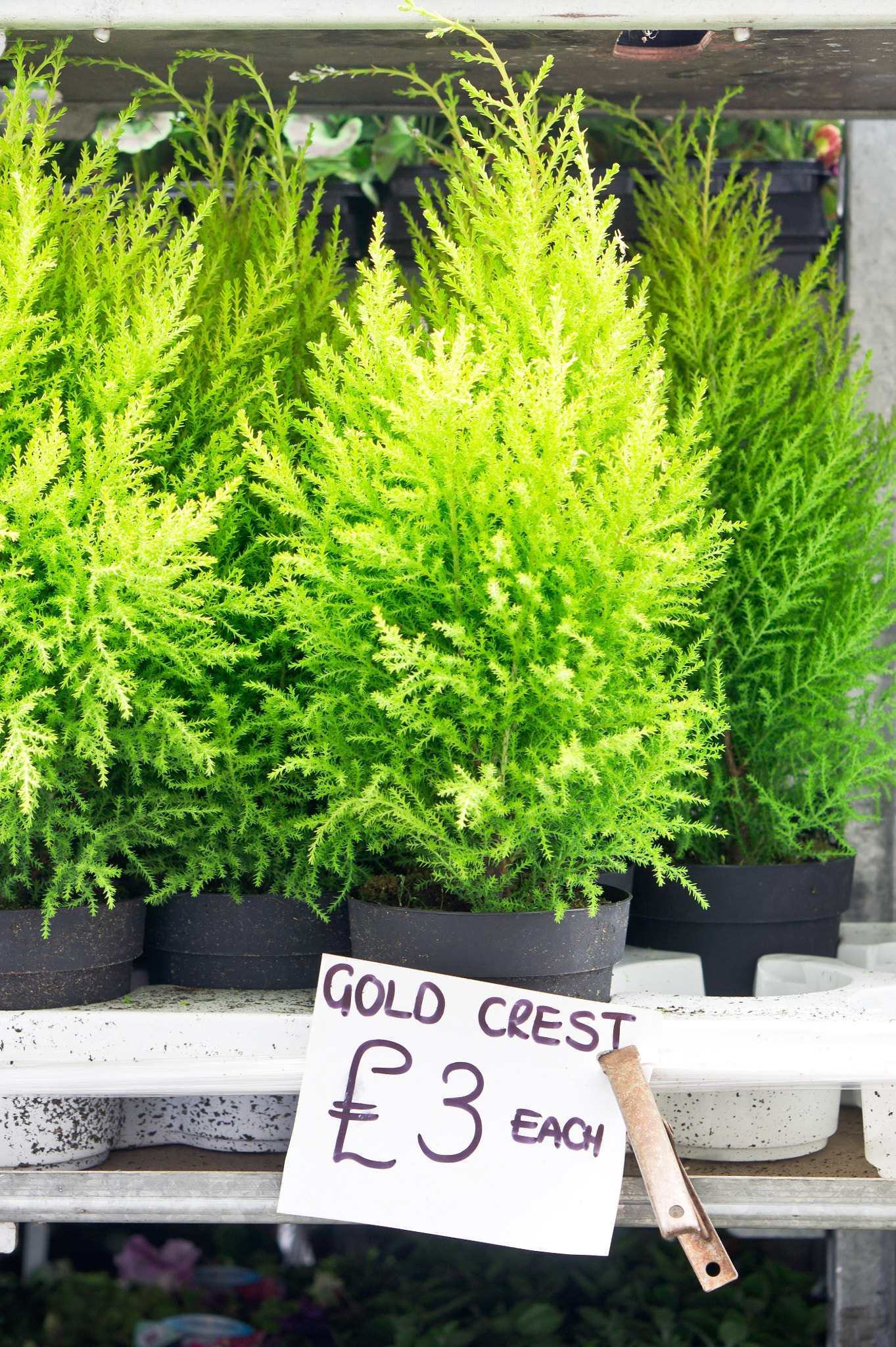 Gold crest plants
