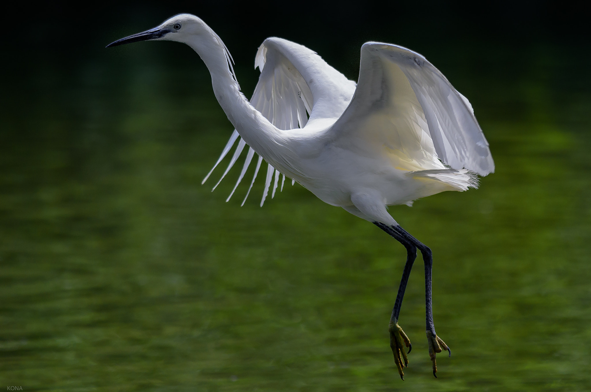 Nikon AF-S Nikkor 400mm F2.8G ED VR II sample photo. Sagi photography