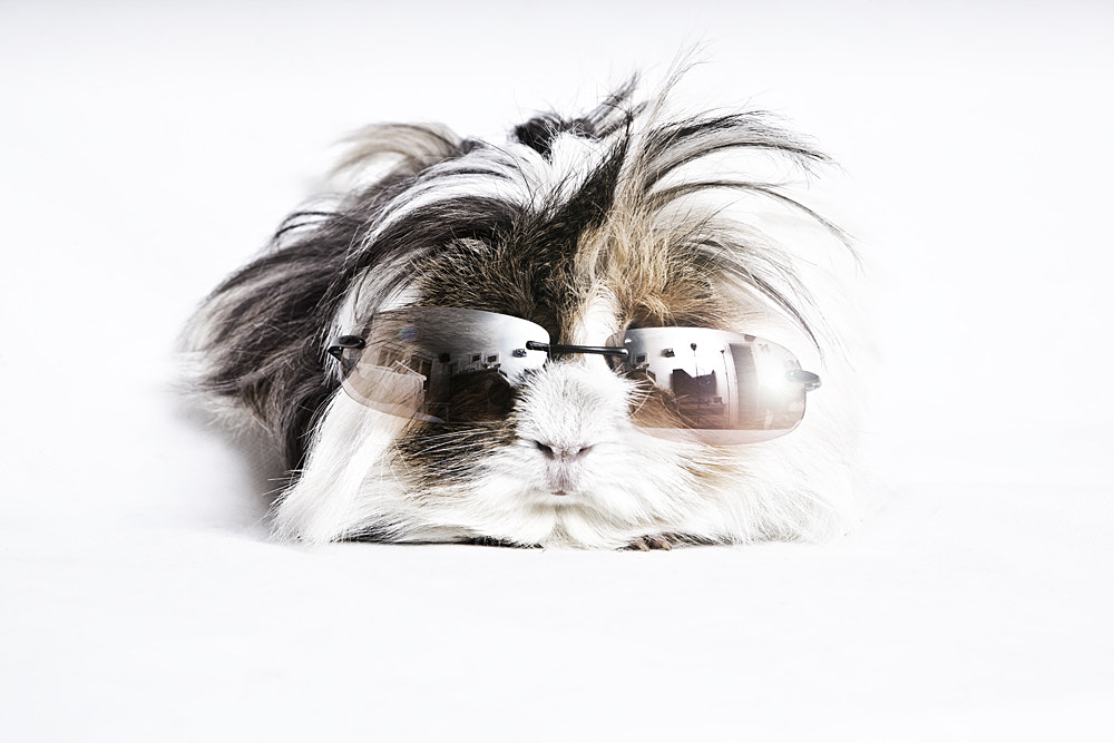 Guinea pig by Rie Adelsten on 500px.com