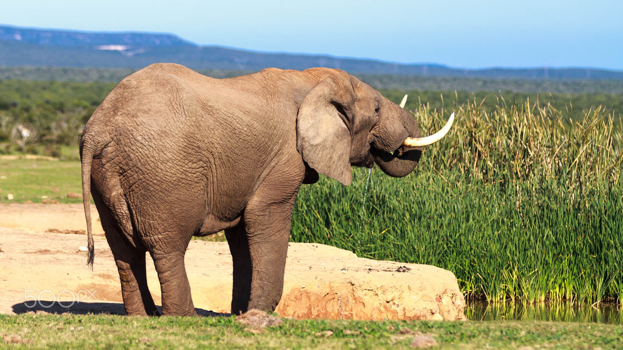 Elephant Drinking Water