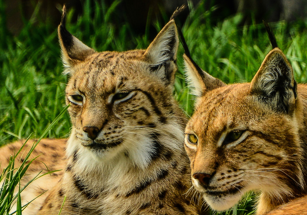 Lynx Couple by Peter Comninellis / 500px