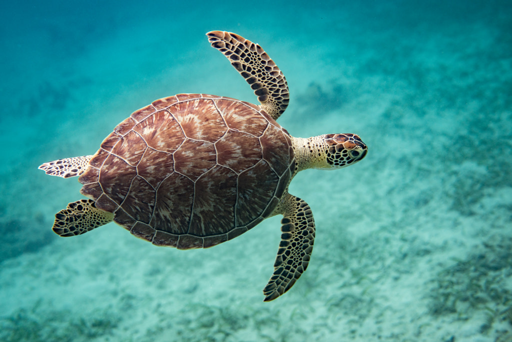 Flying Turtle by Trey Thomas on 500px.com