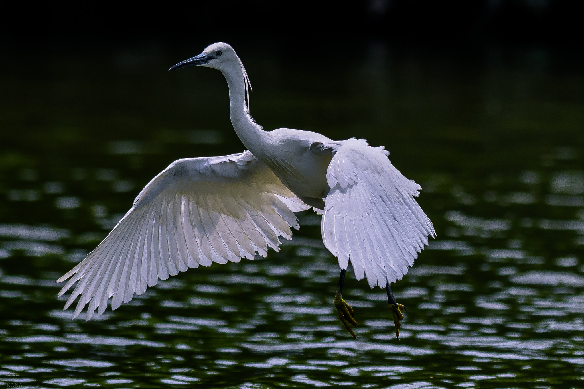 Nikon AF-S Nikkor 400mm F2.8G ED VR II sample photo. Sagi photography