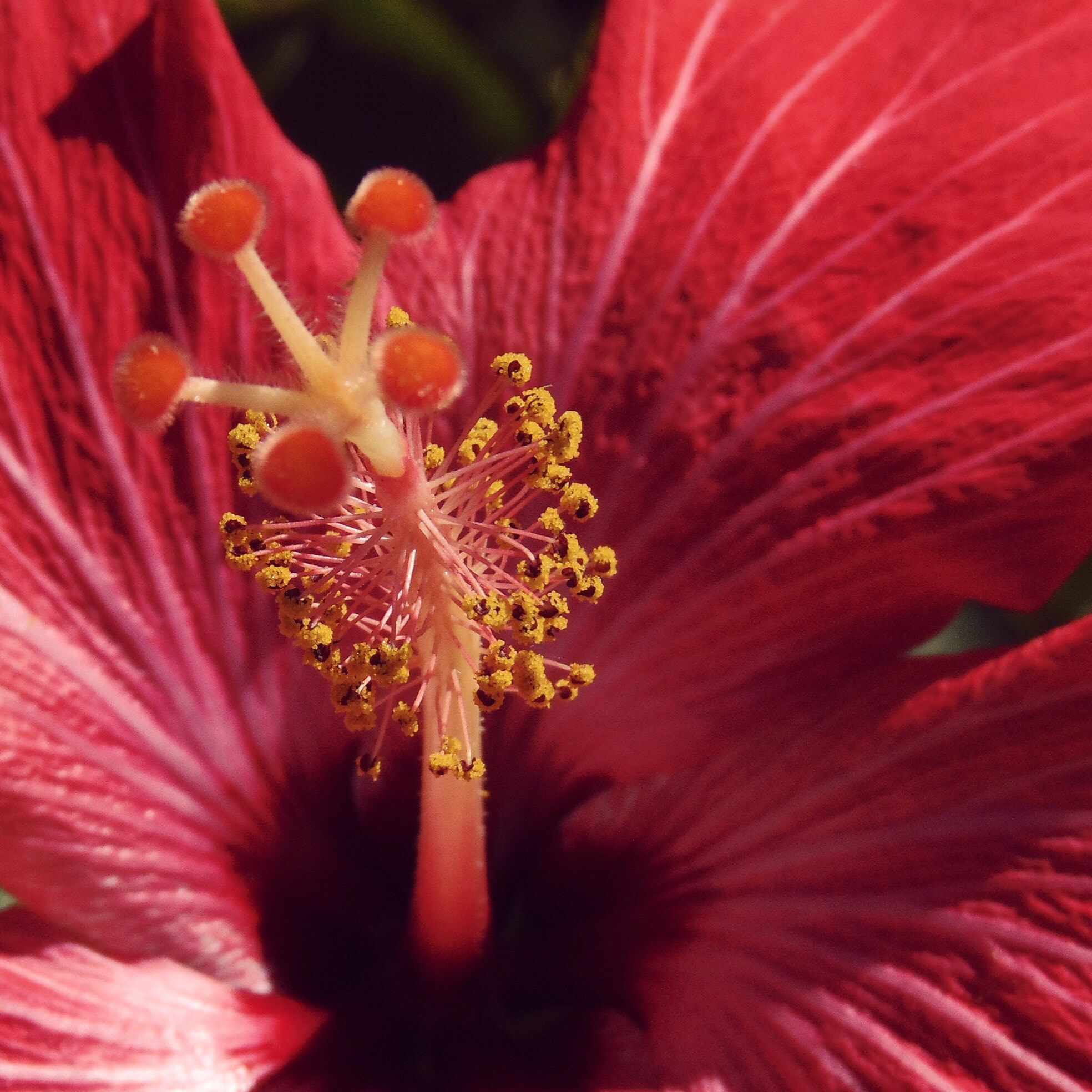 Hibiscus - Edit