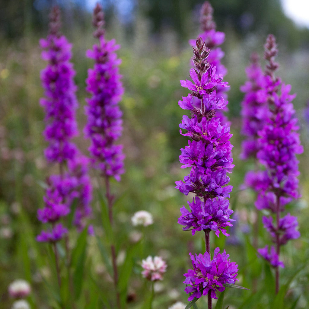 Purple loosestrife by Risto Keränen / 500px