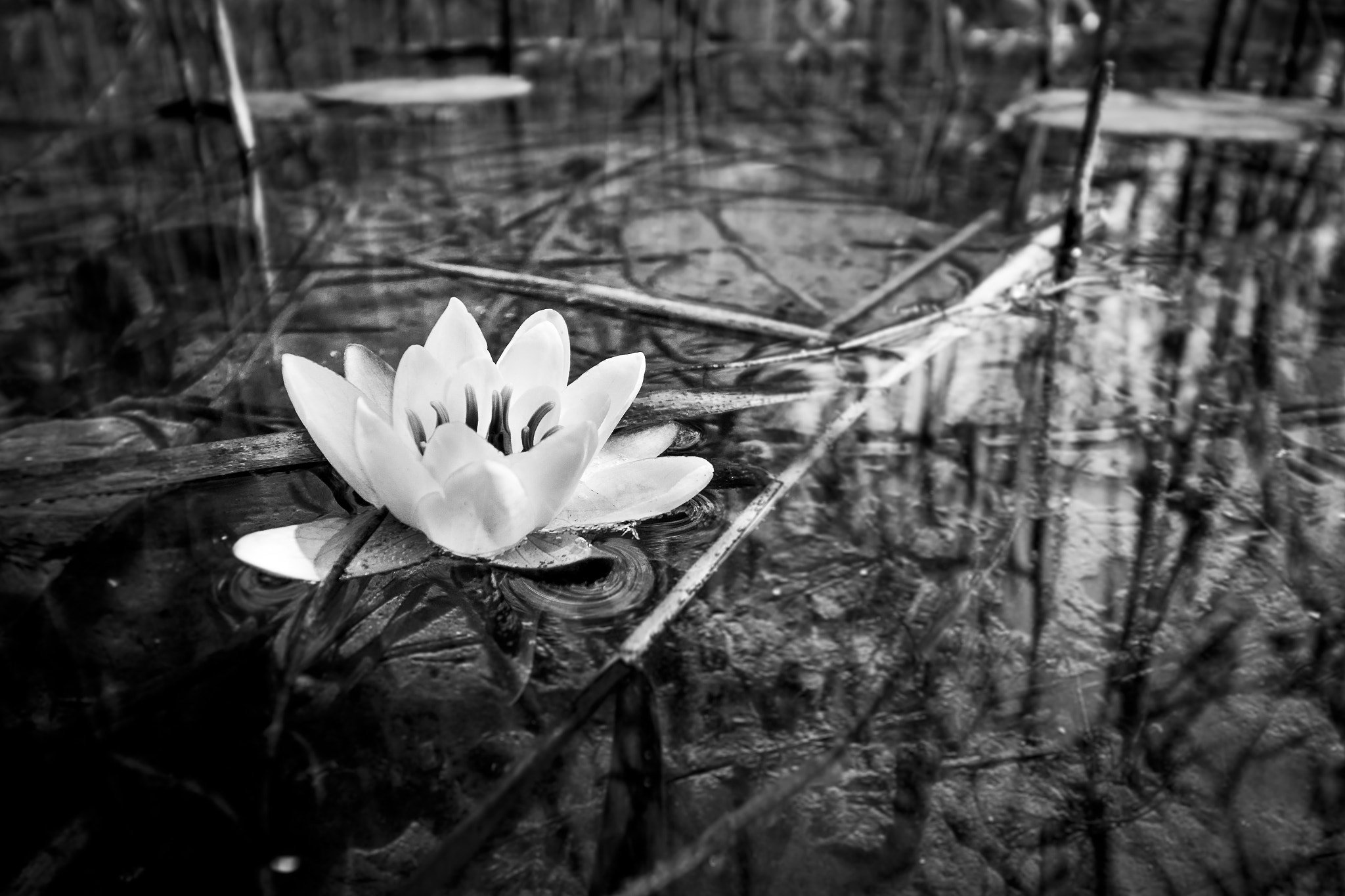 El sueño del Nenufar