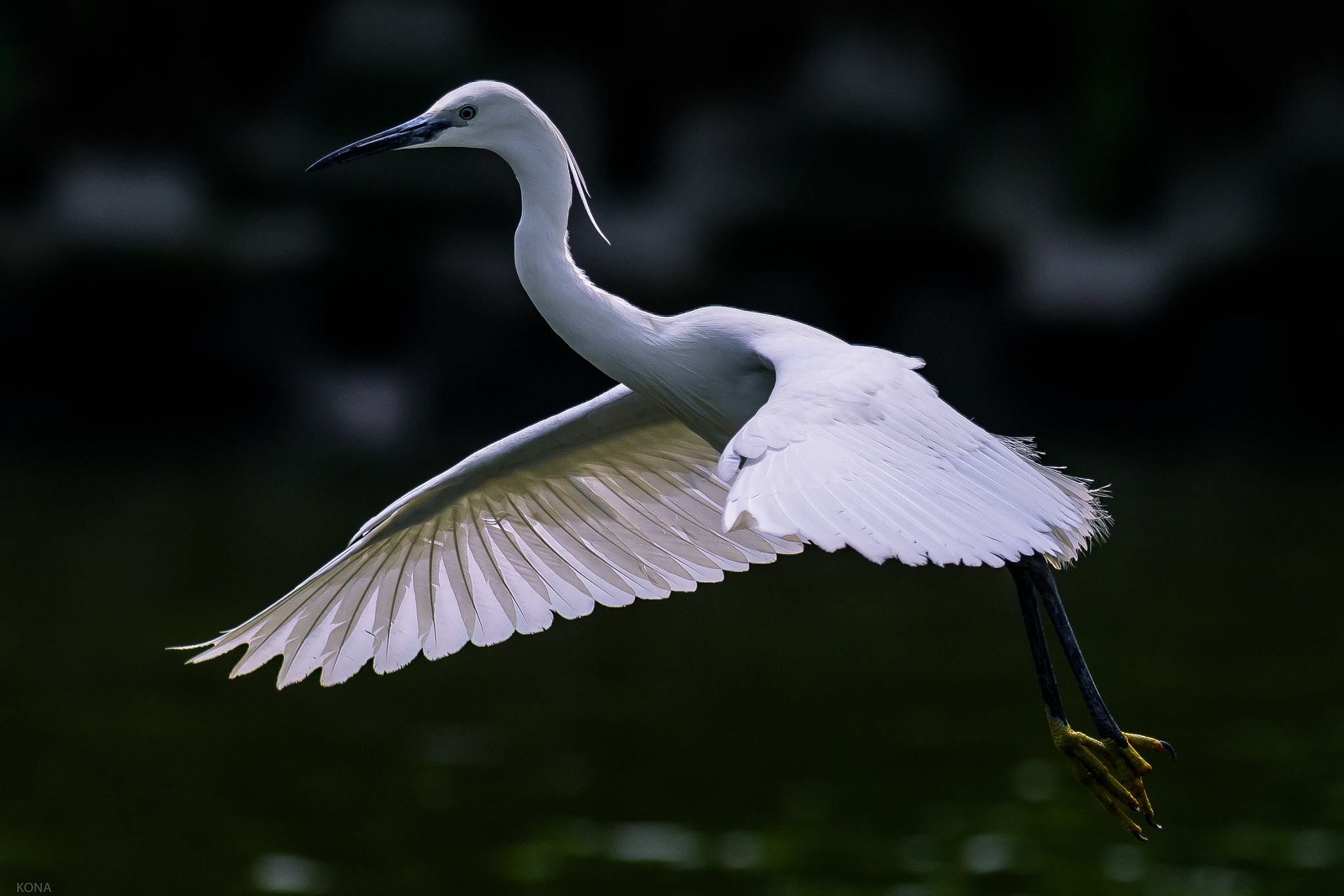 Nikon AF-S Nikkor 400mm F2.8G ED VR II sample photo