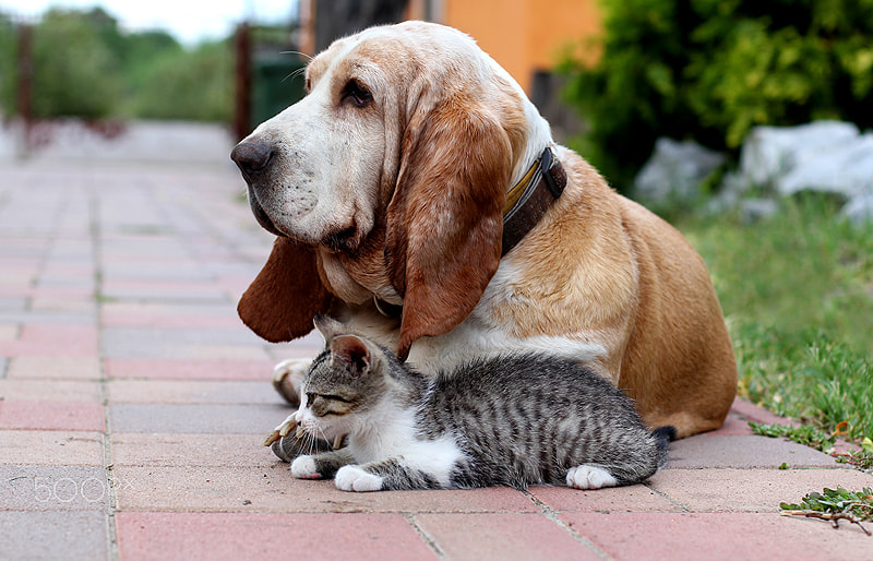 Cat and dog