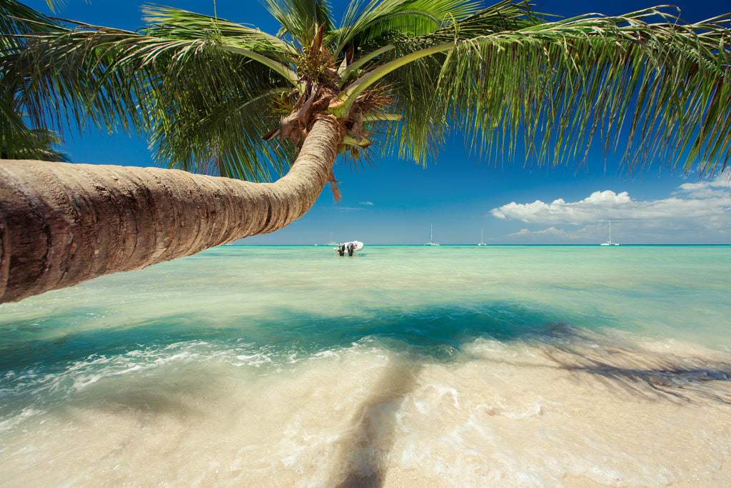 Photograph Beautiful palm tree over caribbean sea by Valentin Valkov on 500px