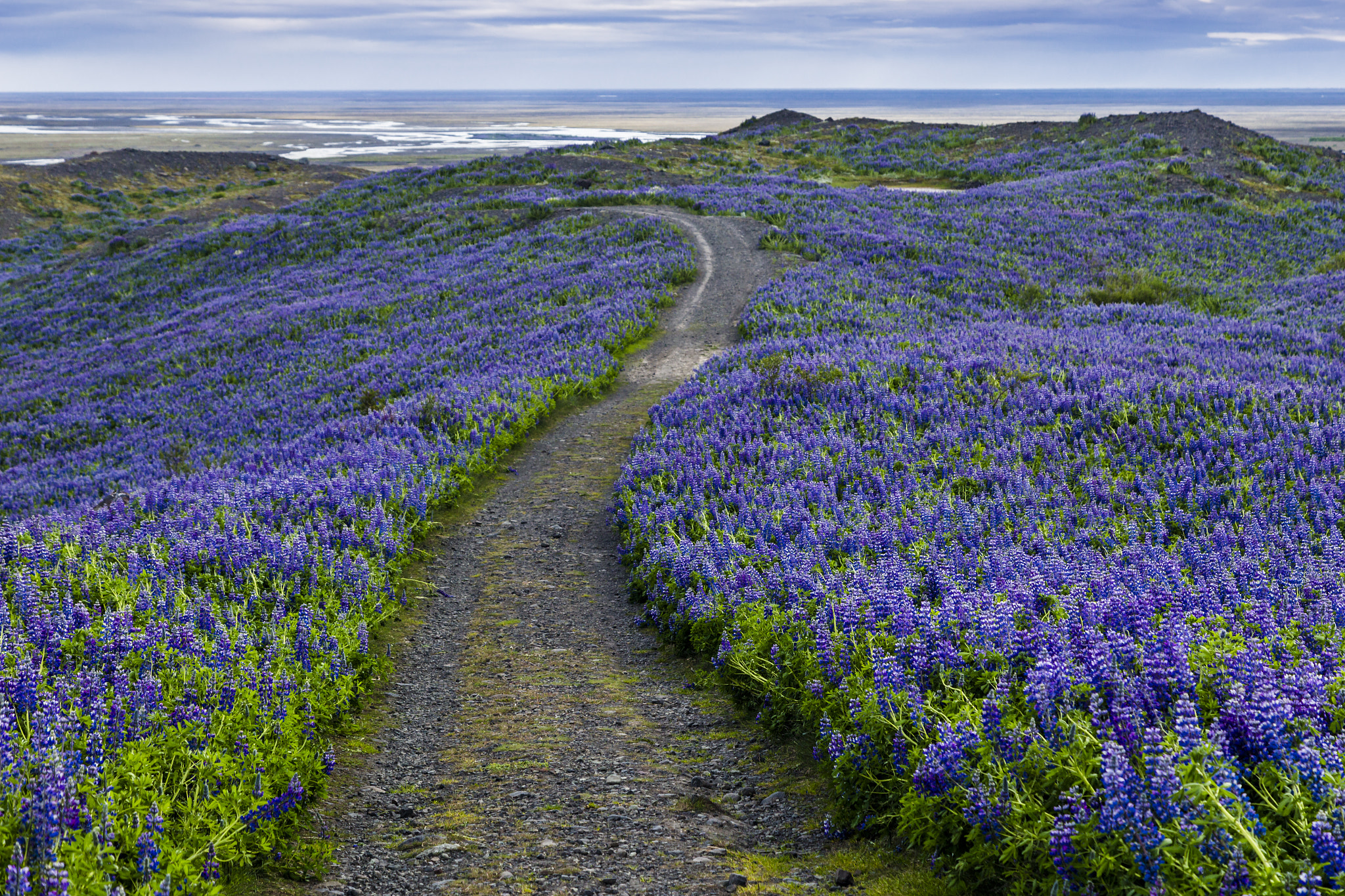 Iceland-Svínafellsjökull-Lupine fields