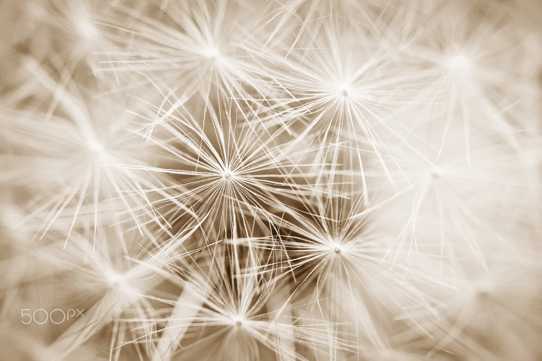 Dandelion seeds