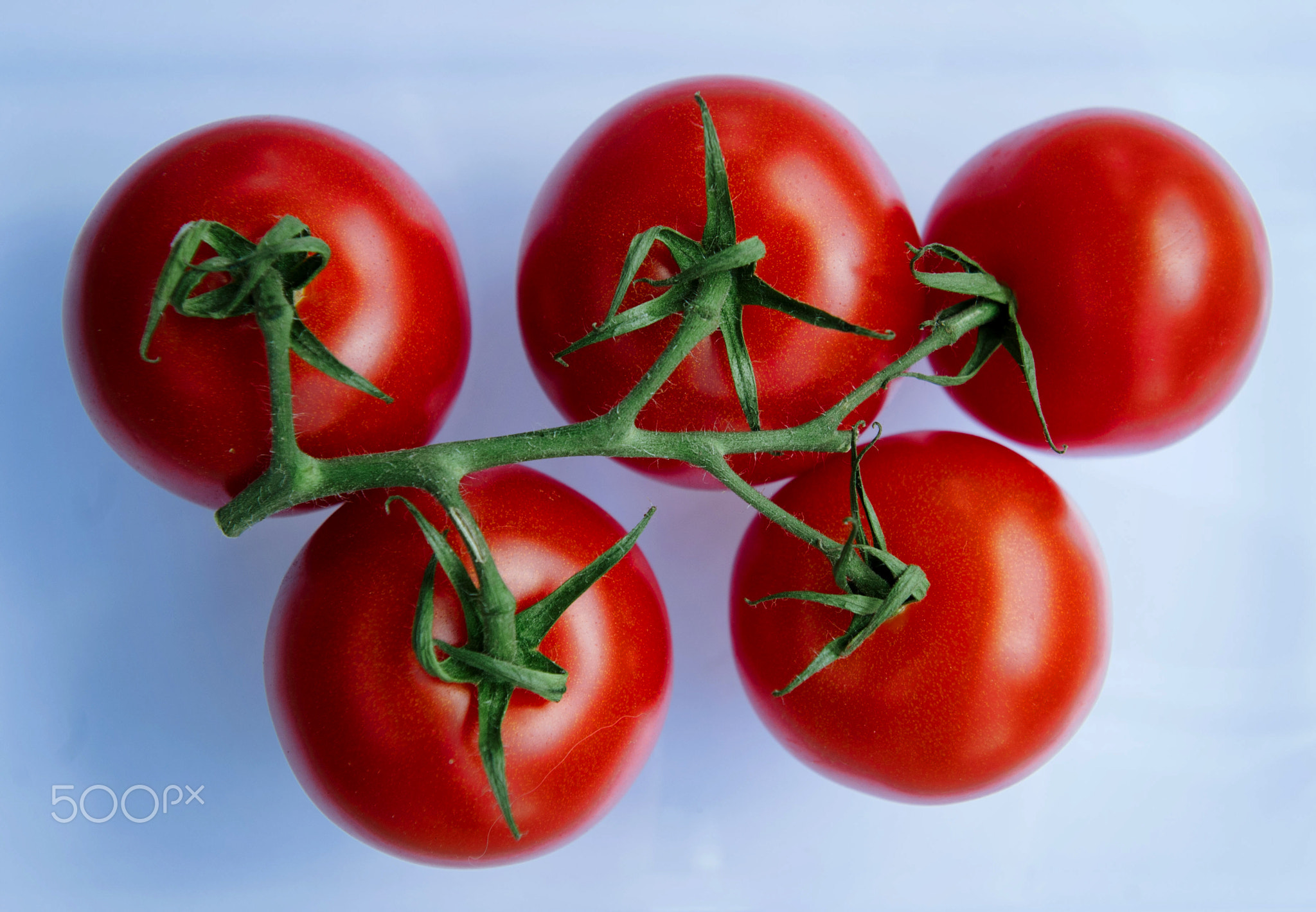 Tomatoes on the Vine
