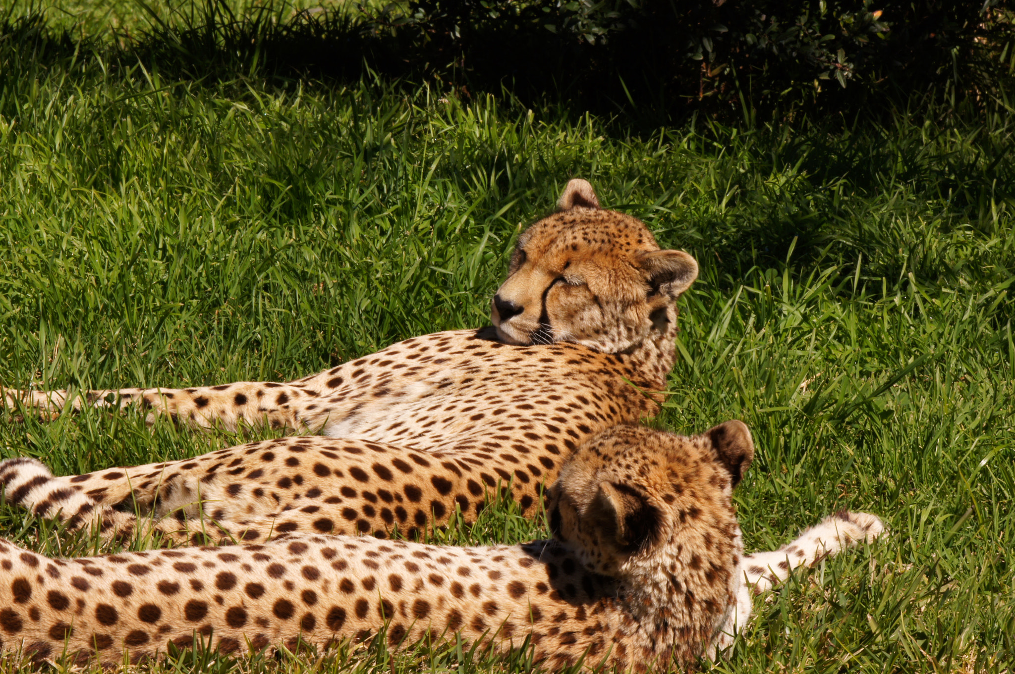 Sony SLT-A55 (SLT-A55V) + Sony 70-400mm F4-5.6 G SSM sample photo. San diego wildlife park photography