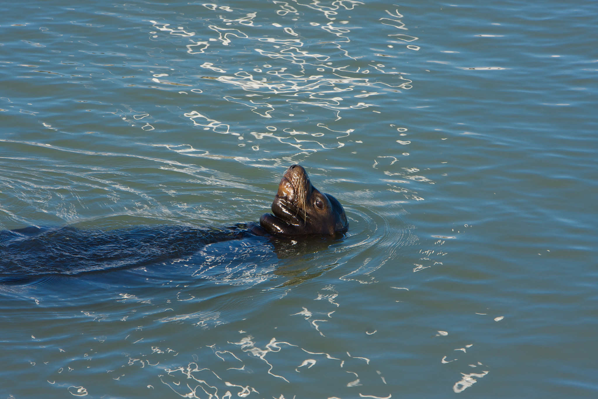 Canon EF 70-200mm F2.8L IS USM sample photo. Bronx zoo photography