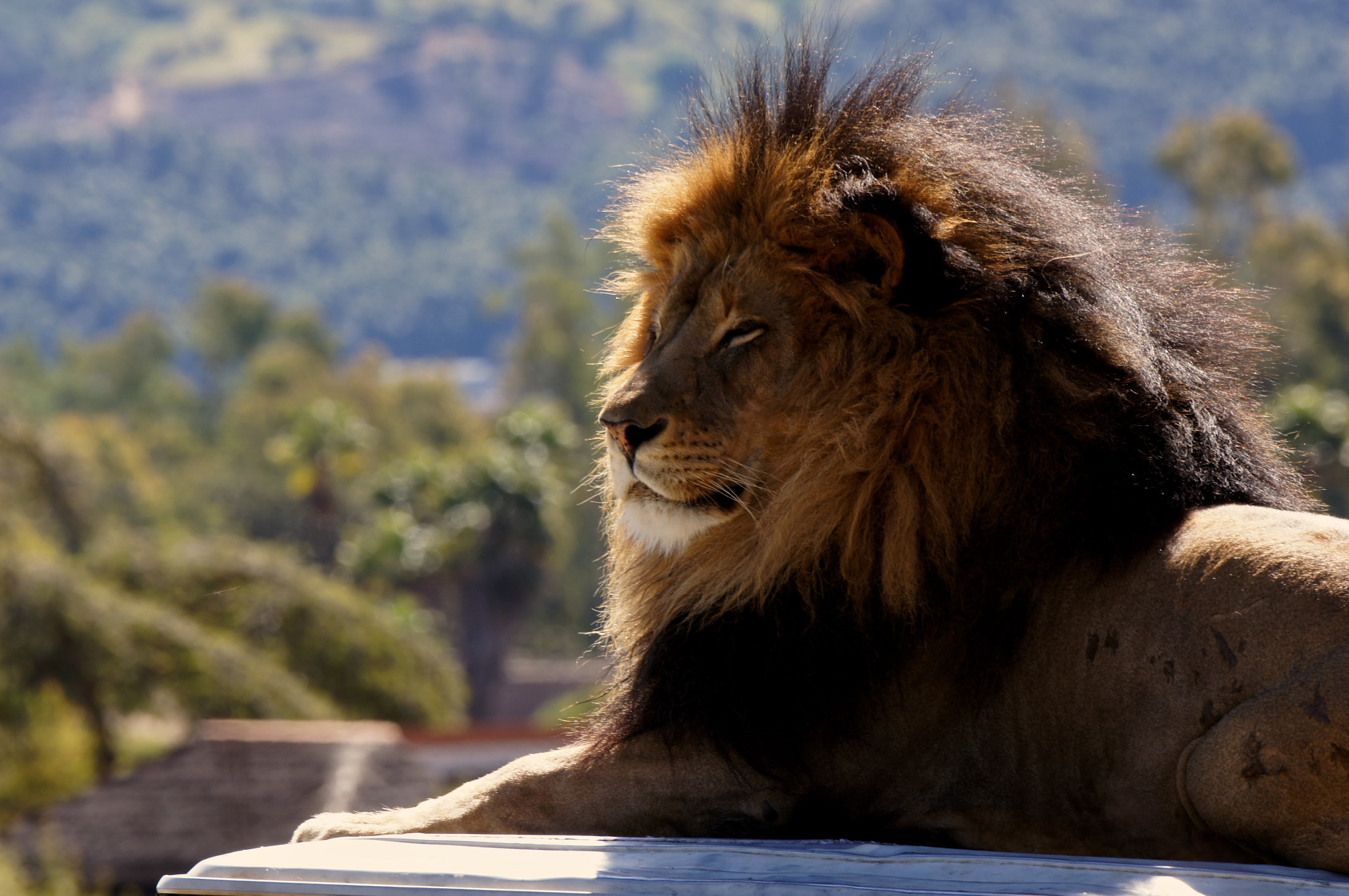 Sony 70-400mm F4-5.6 G SSM sample photo. San diego wildlife park photography