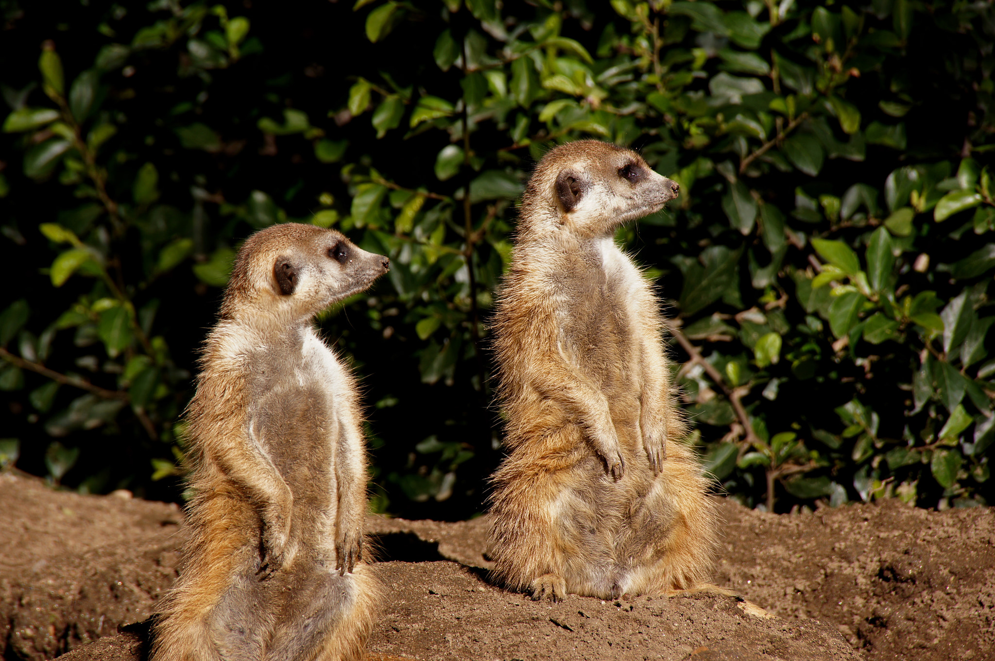 Sony SLT-A55 (SLT-A55V) sample photo. San diego wildlife park photography